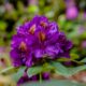 rododendron-violet